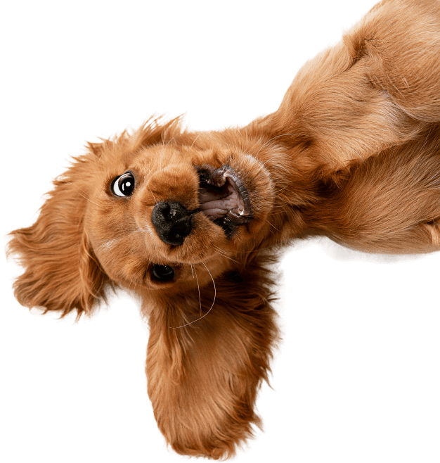 Chien fou illustration
